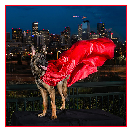 Denver Dog Photography by Milestone Imaging