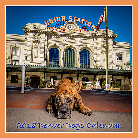 Denver Dog Photography by Milestone Imaging
