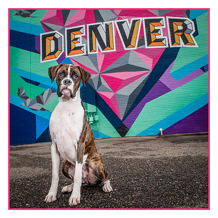 Denver Dog Photography by Milestone Imaging