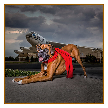 Denver Dog Photography by Milestone Imaging