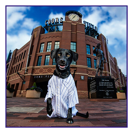Denver Dog Photography by Milestone Imaging