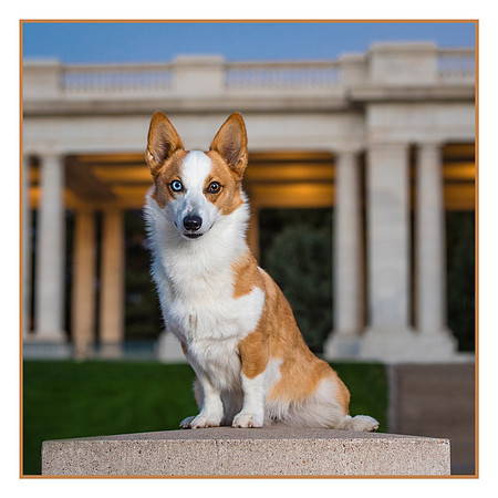 Denver Dog Photography by Milestone Imaging