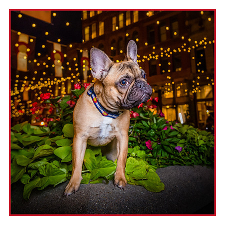 Denver Dog Photography by Milestone Imaging