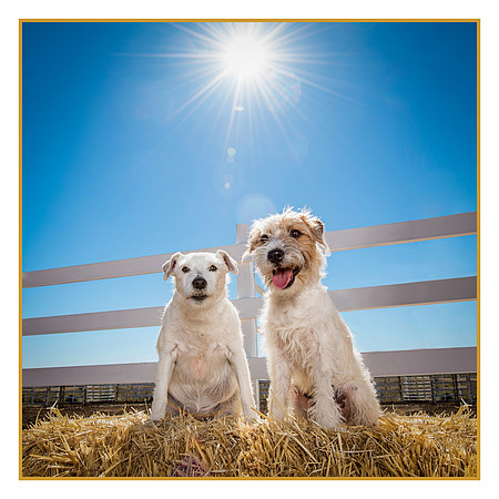 Denver Dog Photography by Milestone Imaging