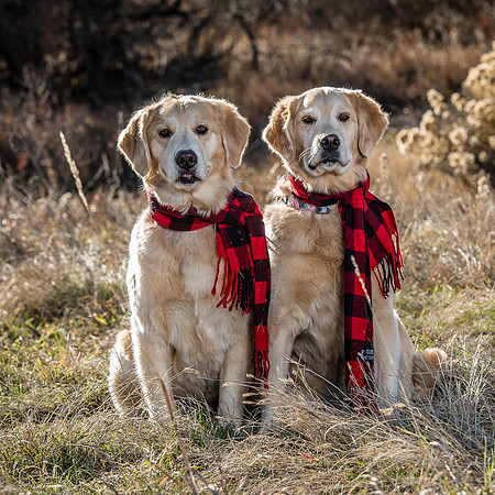 Denver Dog Photography by Milestone Imaging