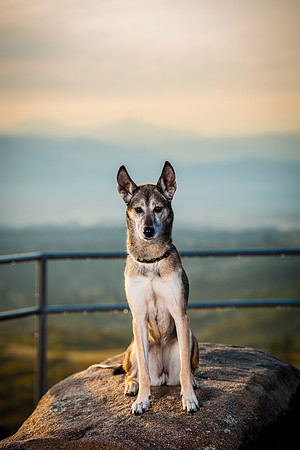 Denver Dog Photography by Milestone Imaging