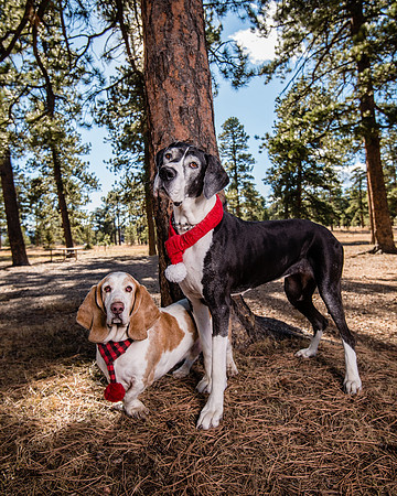 Denver Dog Photography by Milestone Imaging