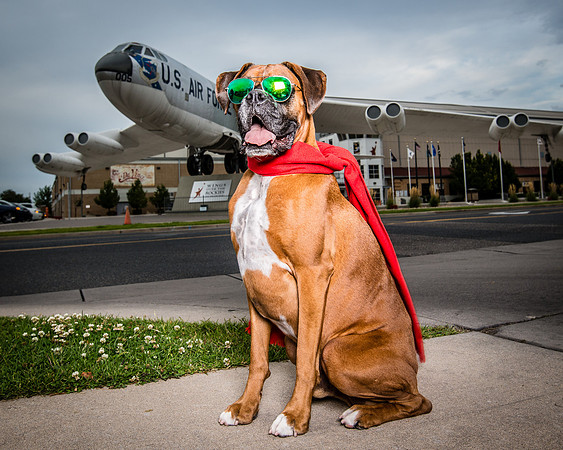Denver Dog Photography by Milestone Imaging