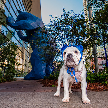 Denver Dog Photography by Milestone Imaging