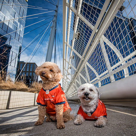 Denver Dog Photography by Milestone Imaging