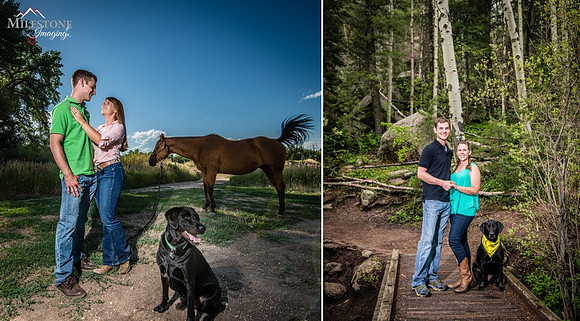 Dog Blog Collage 2