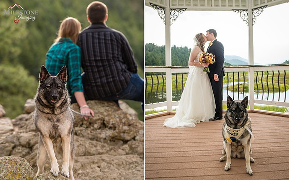 Dog Blog Collage 7