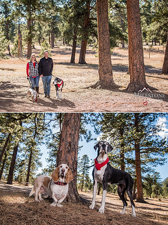 Dog Blog Collage 9