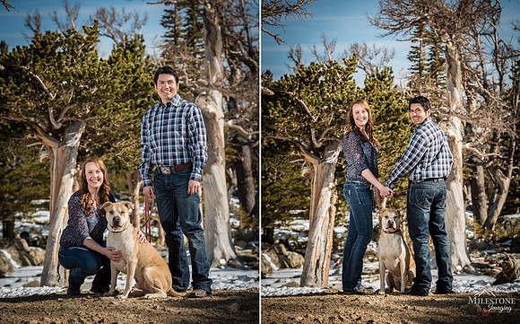 Dog Blog Collage 10