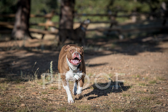 Bruskivage_2019_10_03-0030