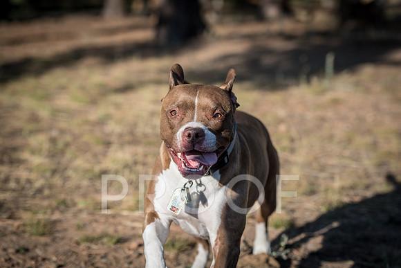 Bruskivage_2019_10_03-0033