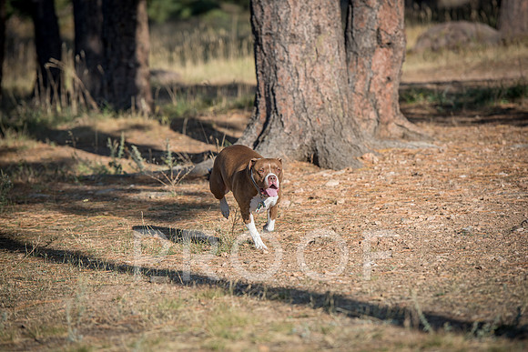 Bruskivage_2019_10_03-0049