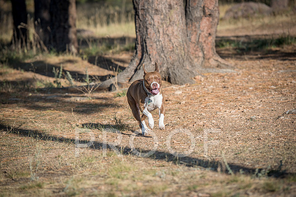 Bruskivage_2019_10_03-0050
