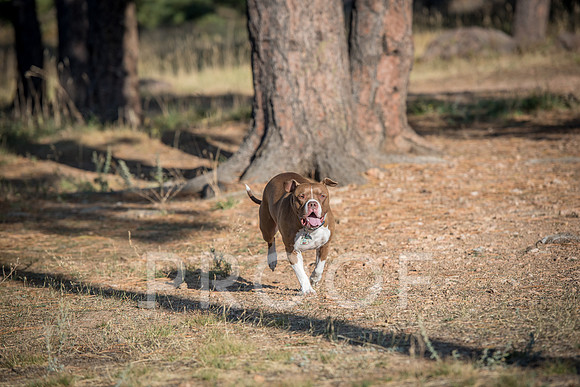 Bruskivage_2019_10_03-0051