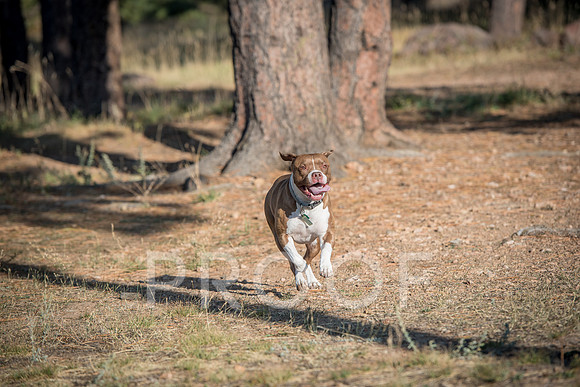 Bruskivage_2019_10_03-0052